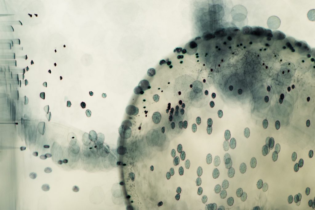 Imagen abstracta de bacterias bucales