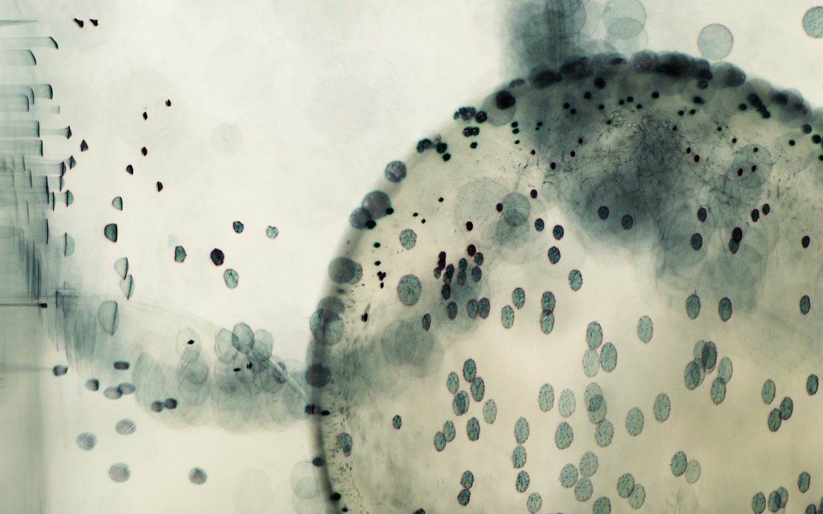 Imagen abstracta de bacterias bucales